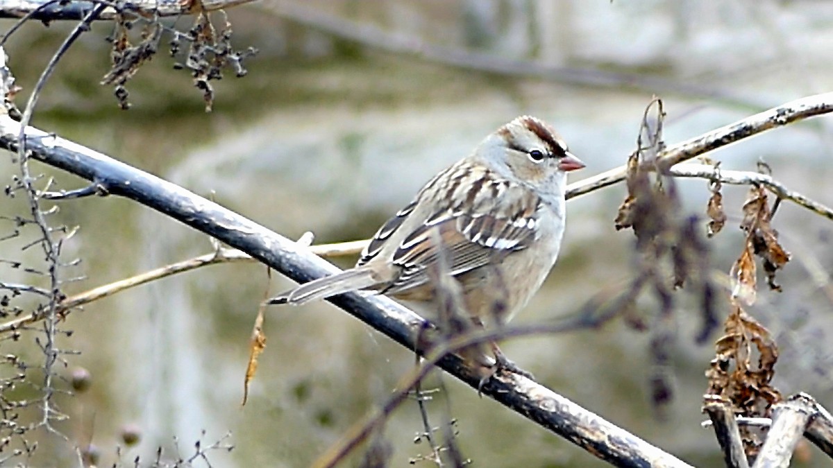 hvitkronespurv - ML646863161