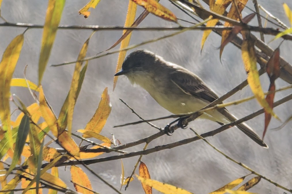 Феб буроспинний - ML646863163