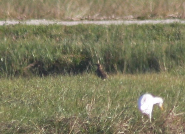 Sturnelle des prés - ML646863164