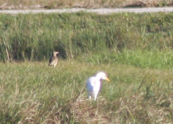 Sturnelle des prés - ML646863165