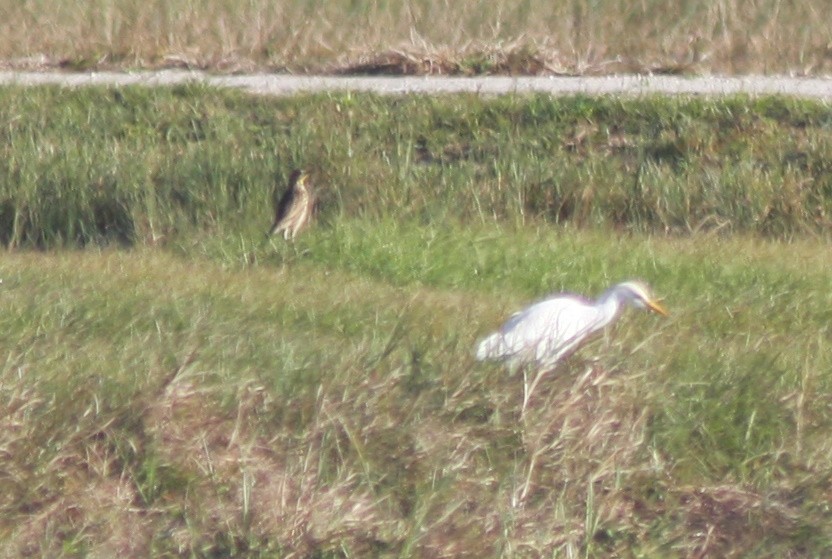 Sturnelle des prés - ML646863166