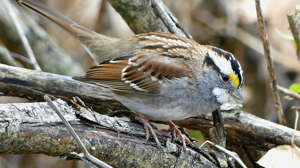 hvitstrupespurv - ML646863172