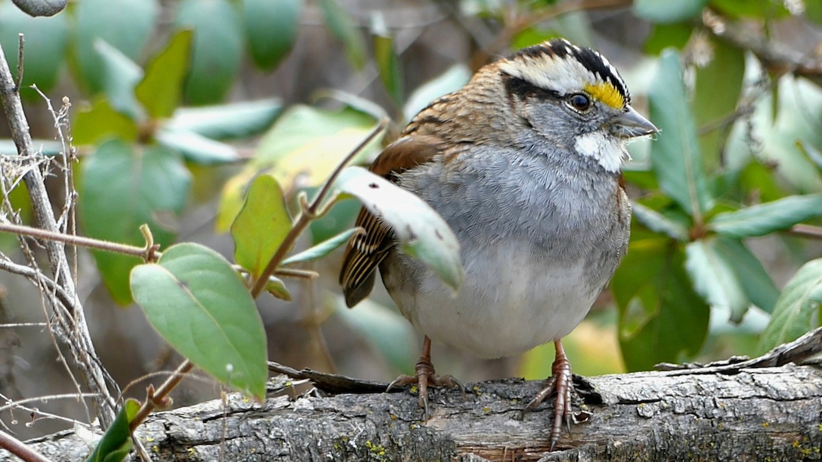 hvitstrupespurv - ML646863173