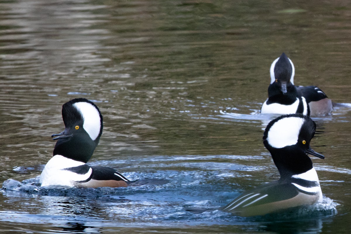 Крех жовтоокий - ML646863176