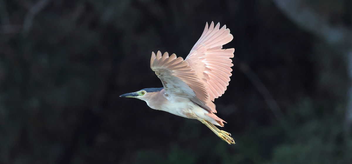 Nankeen Night Heron - ML646863177