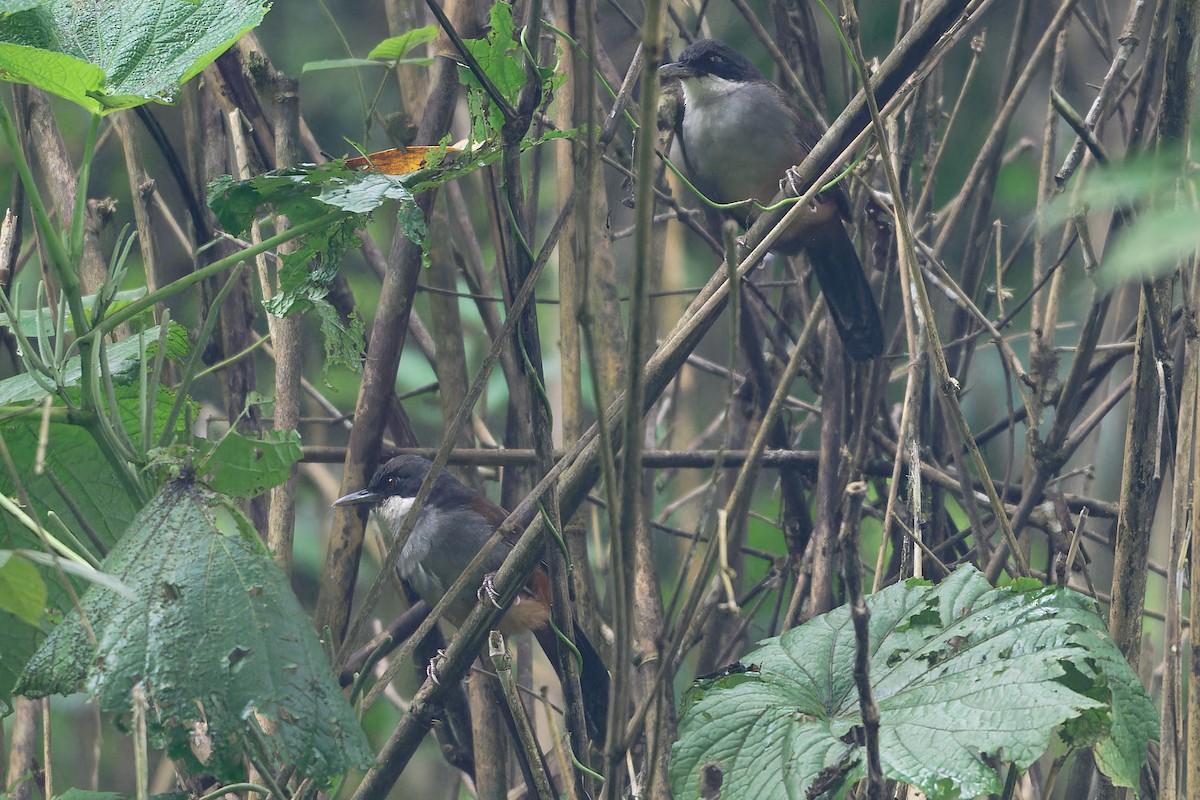 Тимельовець рудокрилий - ML646863184