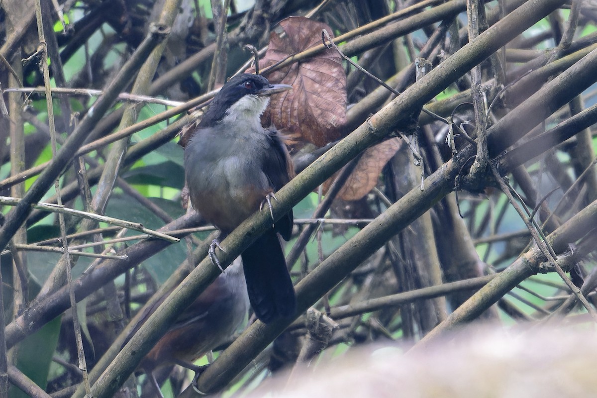 Тимельовець рудокрилий - ML646863185