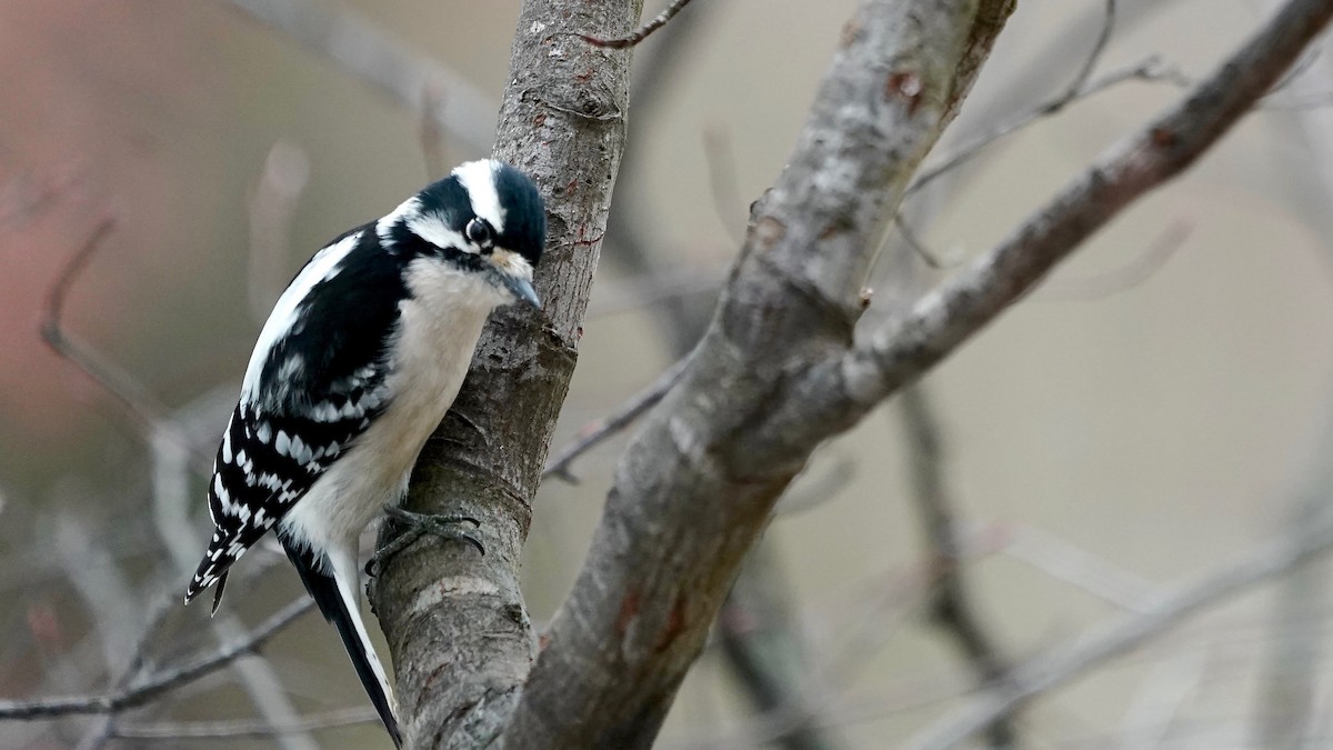 Downy Woodpecker - ML646863190