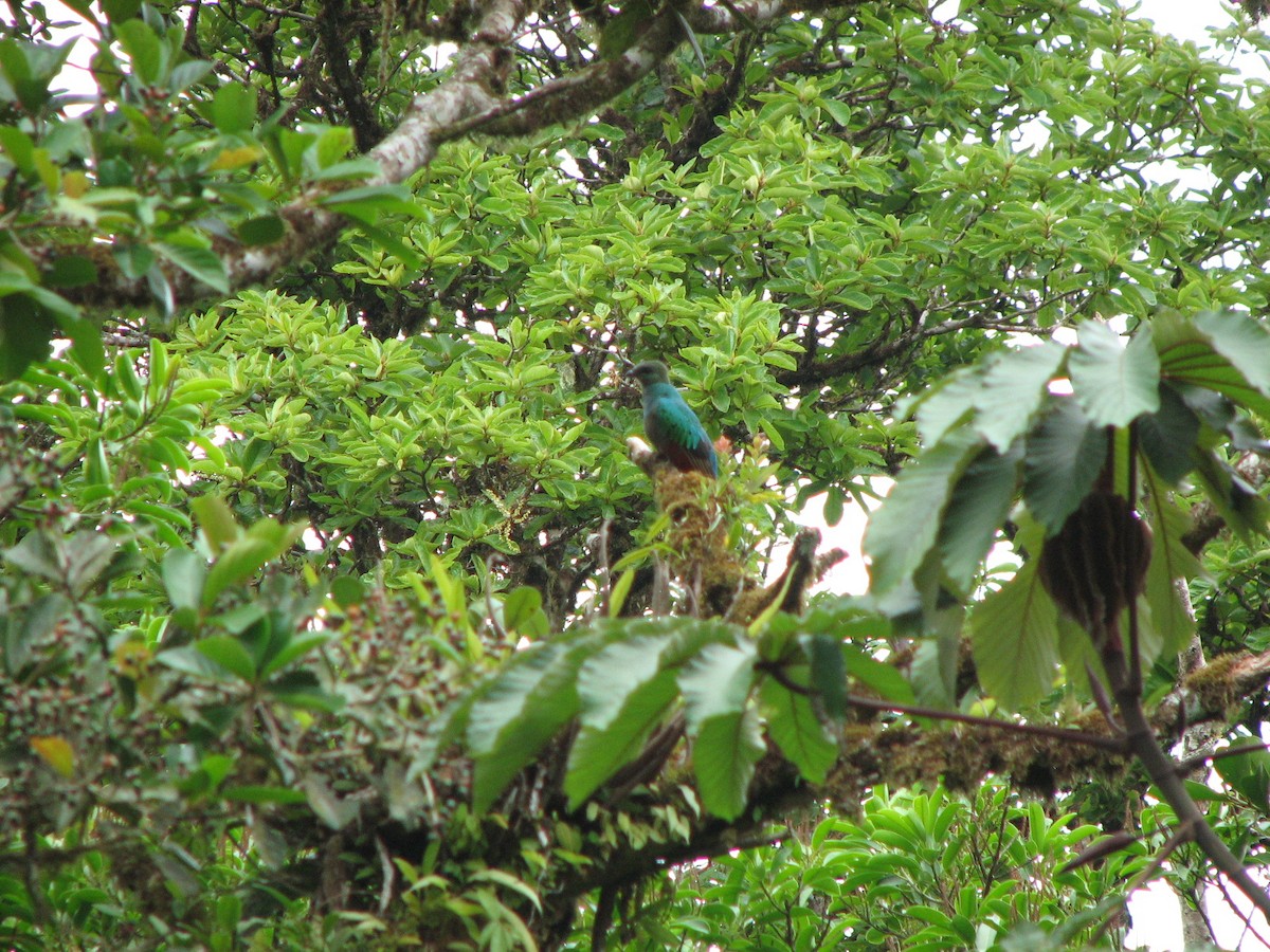Resplendent Quetzal - ML646863191