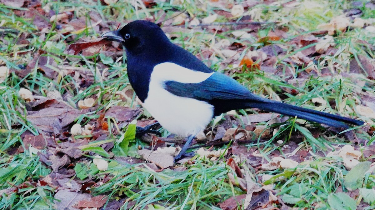 Black-billed Magpie - ML646863192