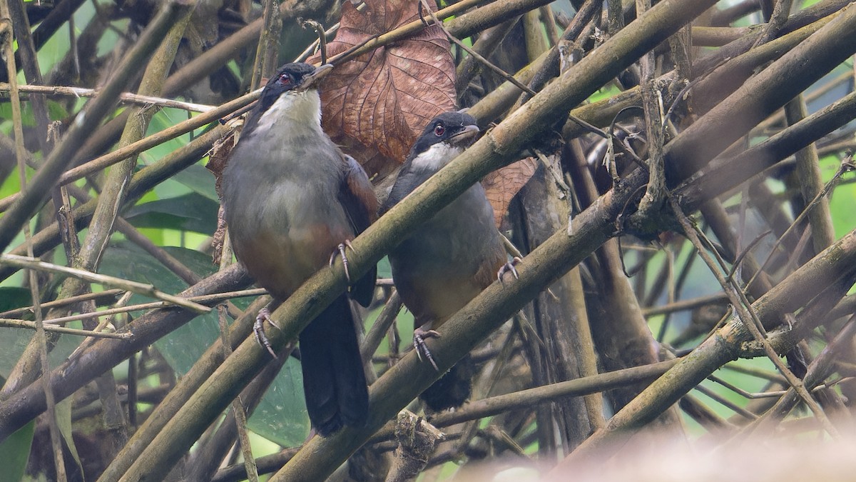 Тимельовець рудокрилий - ML646863193