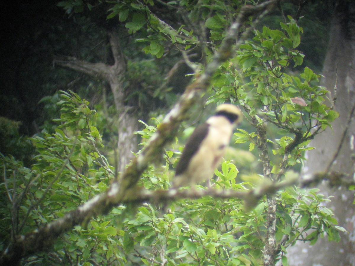 Laughing Falcon - ML646863195