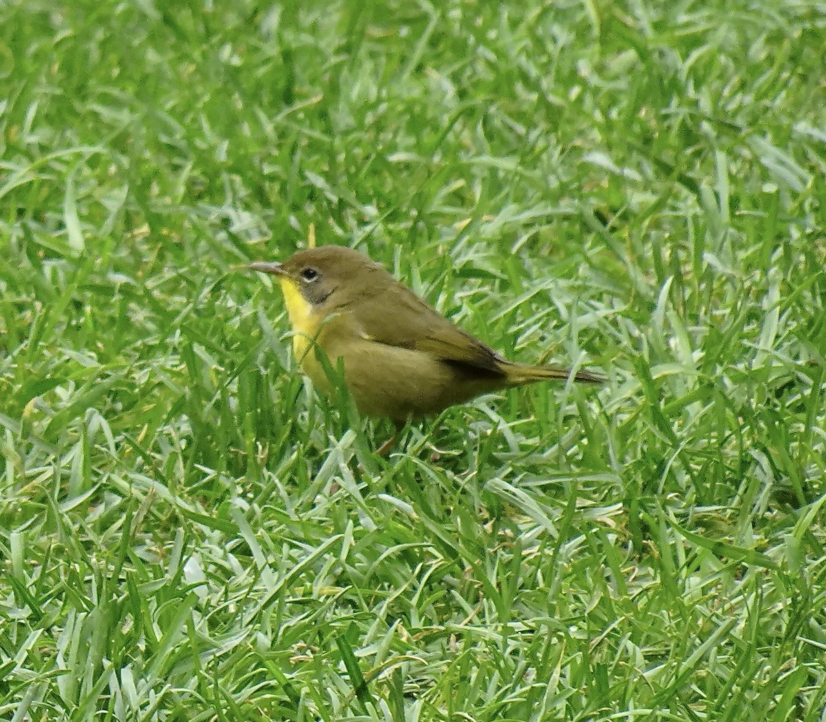 Common Yellowthroat - ML646863196