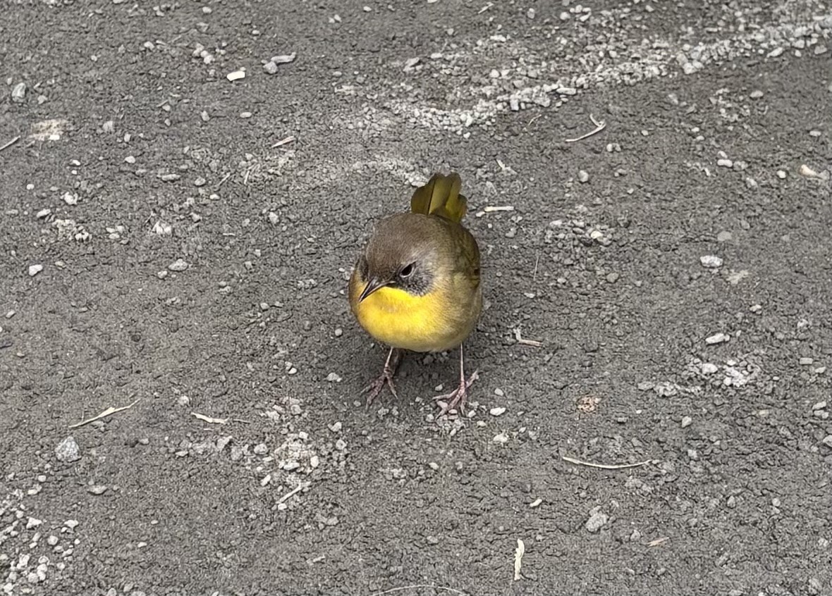 Common Yellowthroat - ML646863197