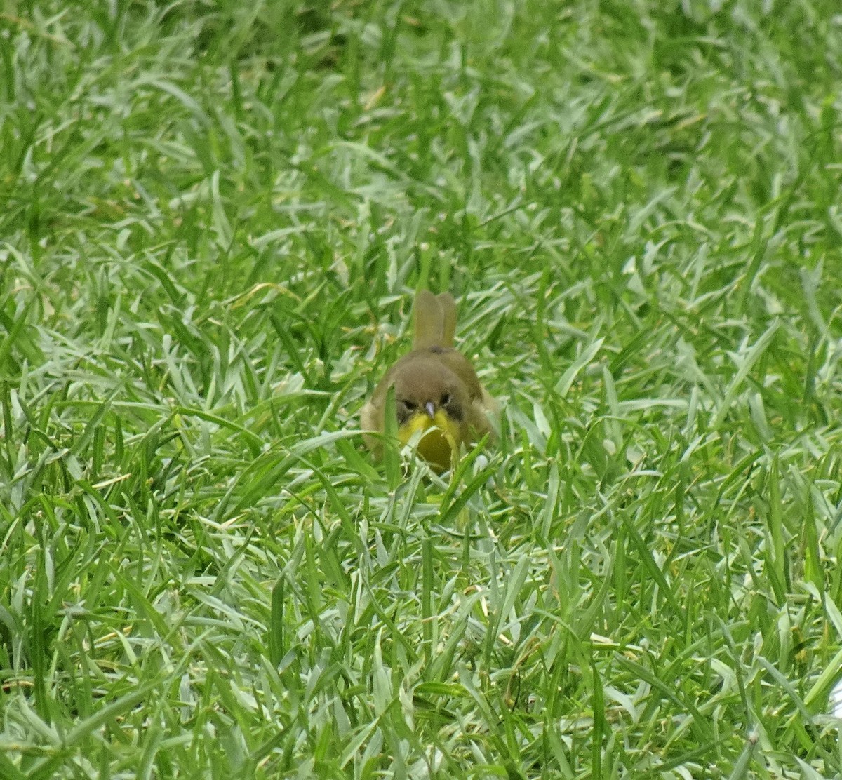 Common Yellowthroat - ML646863198