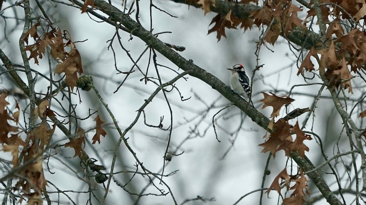 Downy Woodpecker - ML646863201