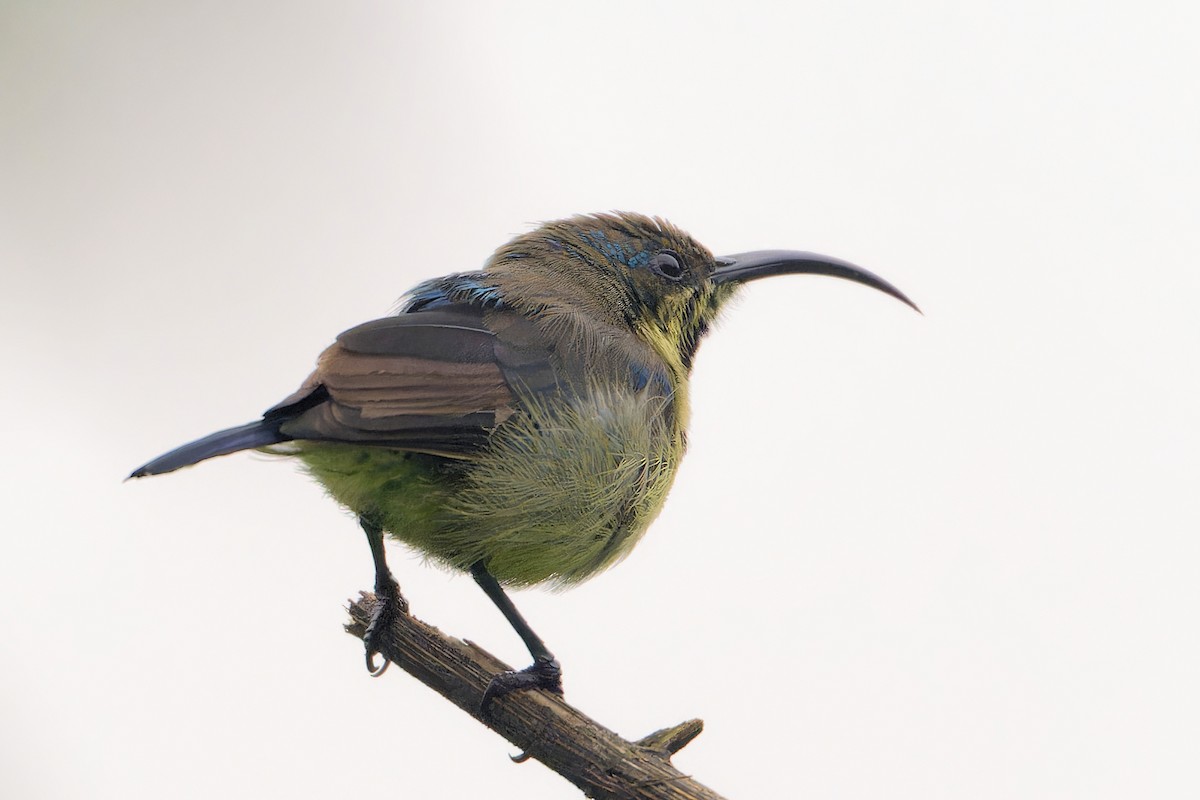 Маріка довгодзьоба - ML646863202