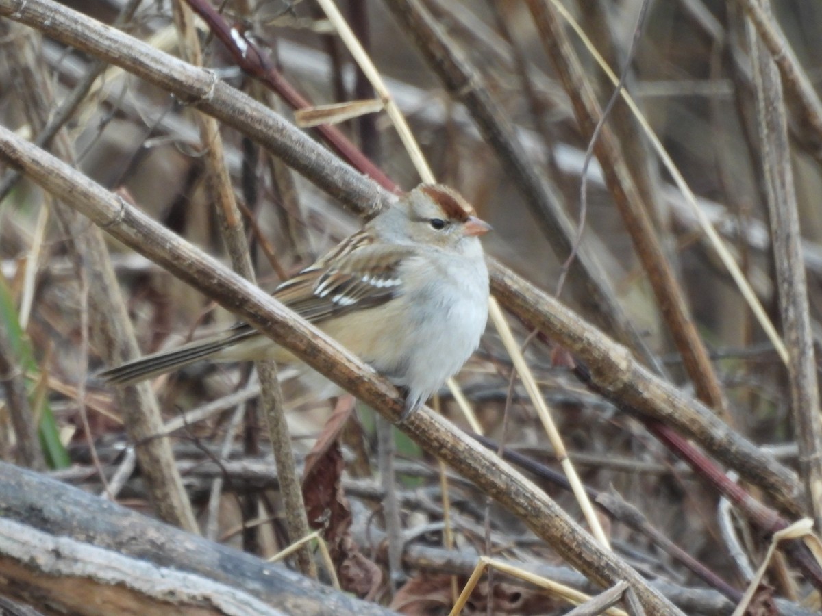 White-crowned Sparrow - ML646863203