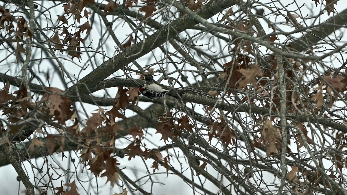 Downy Woodpecker - ML646863206