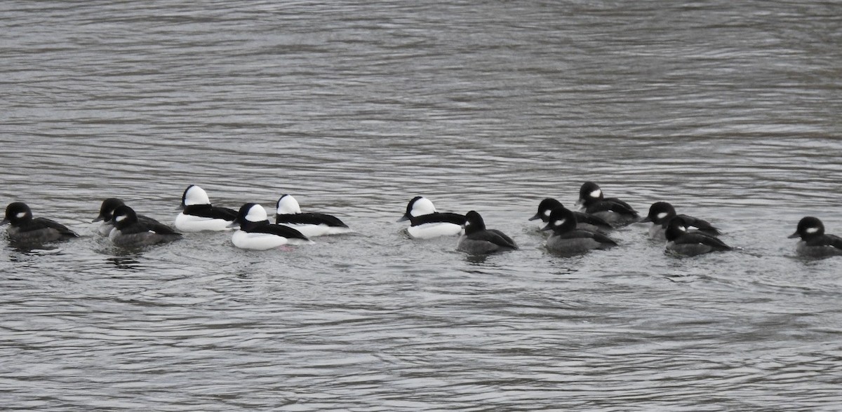 Bufflehead - ML646863208