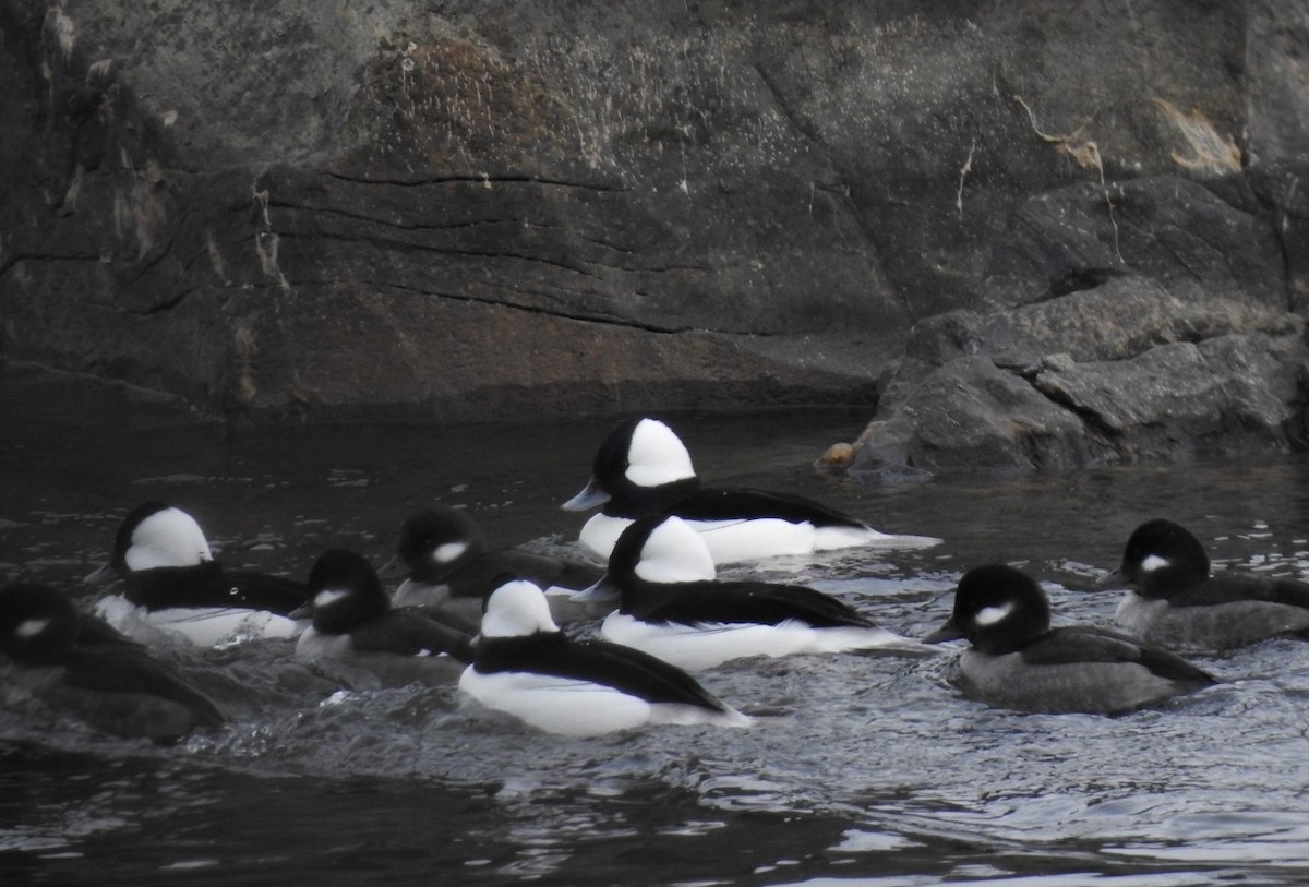Bufflehead - ML646863209