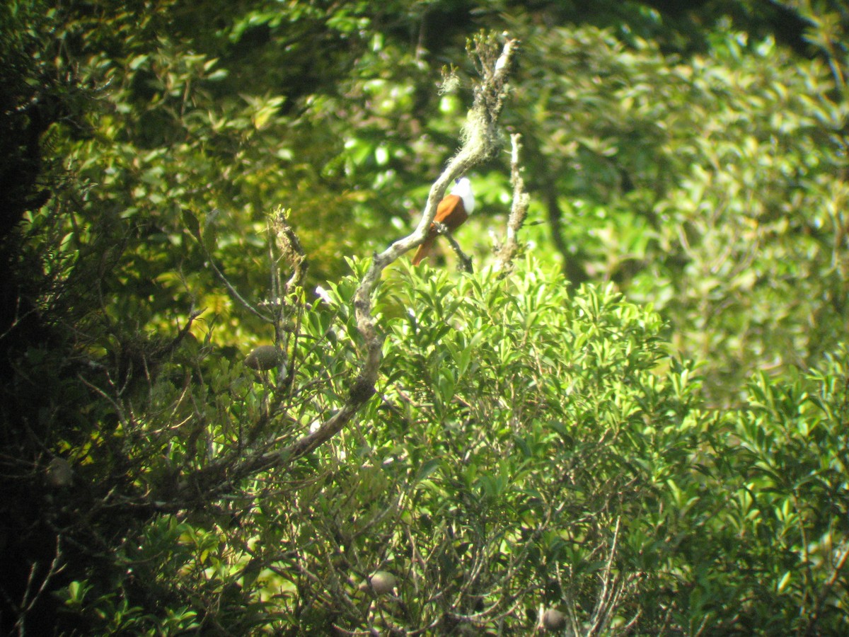 Арапонга руда - ML646863210