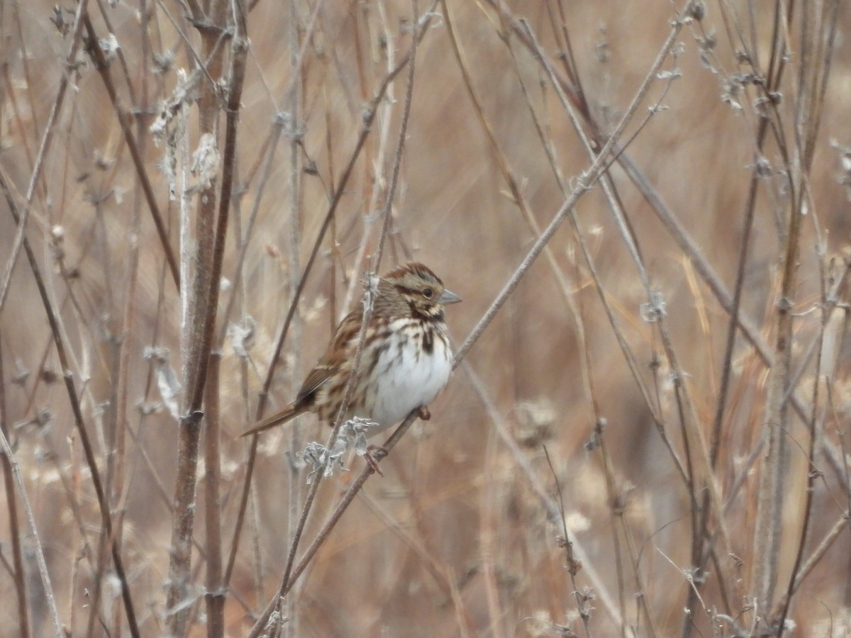Song Sparrow - ML646863218