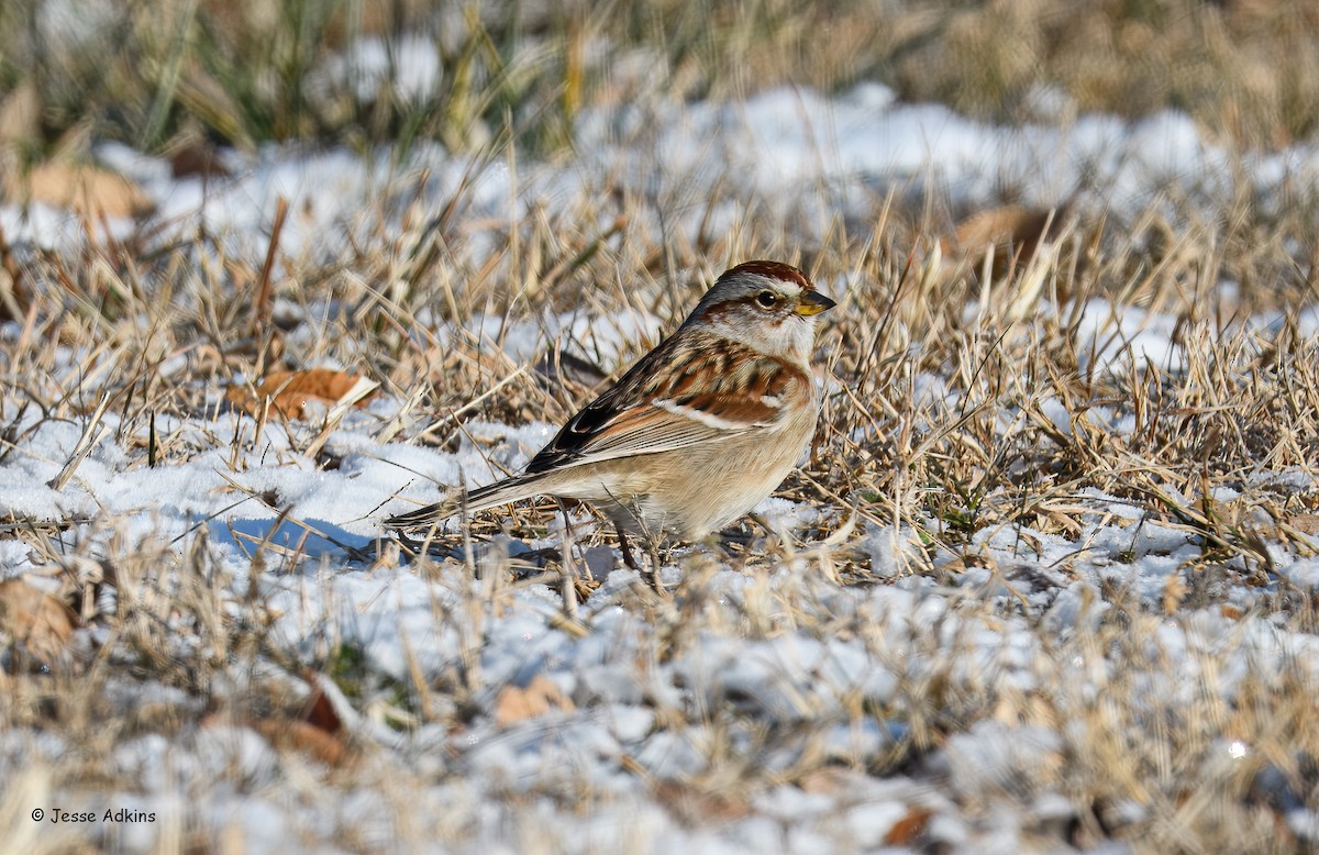American Tree Sparrow - ML646863226