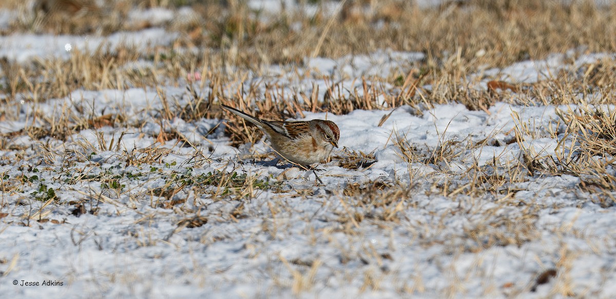 American Tree Sparrow - ML646863227