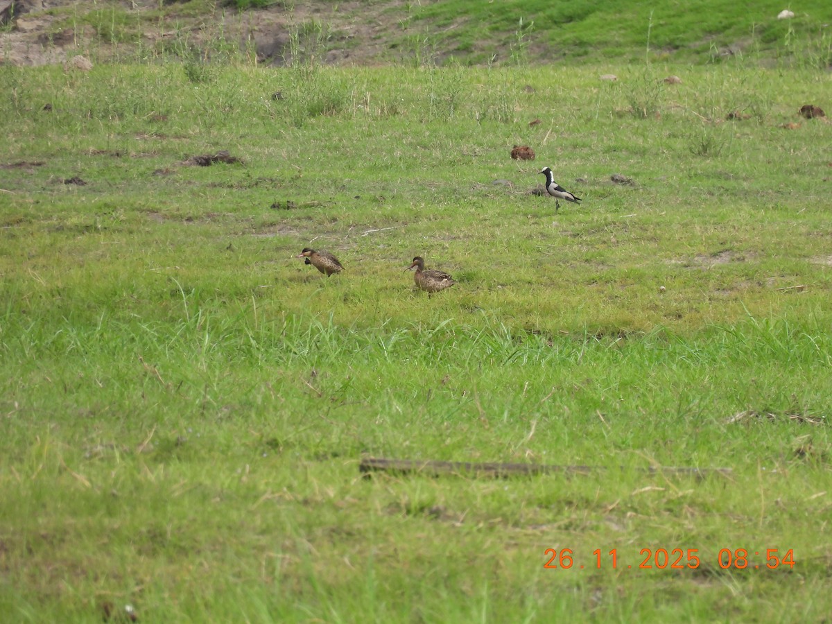 Red-billed Duck - ML646863228
