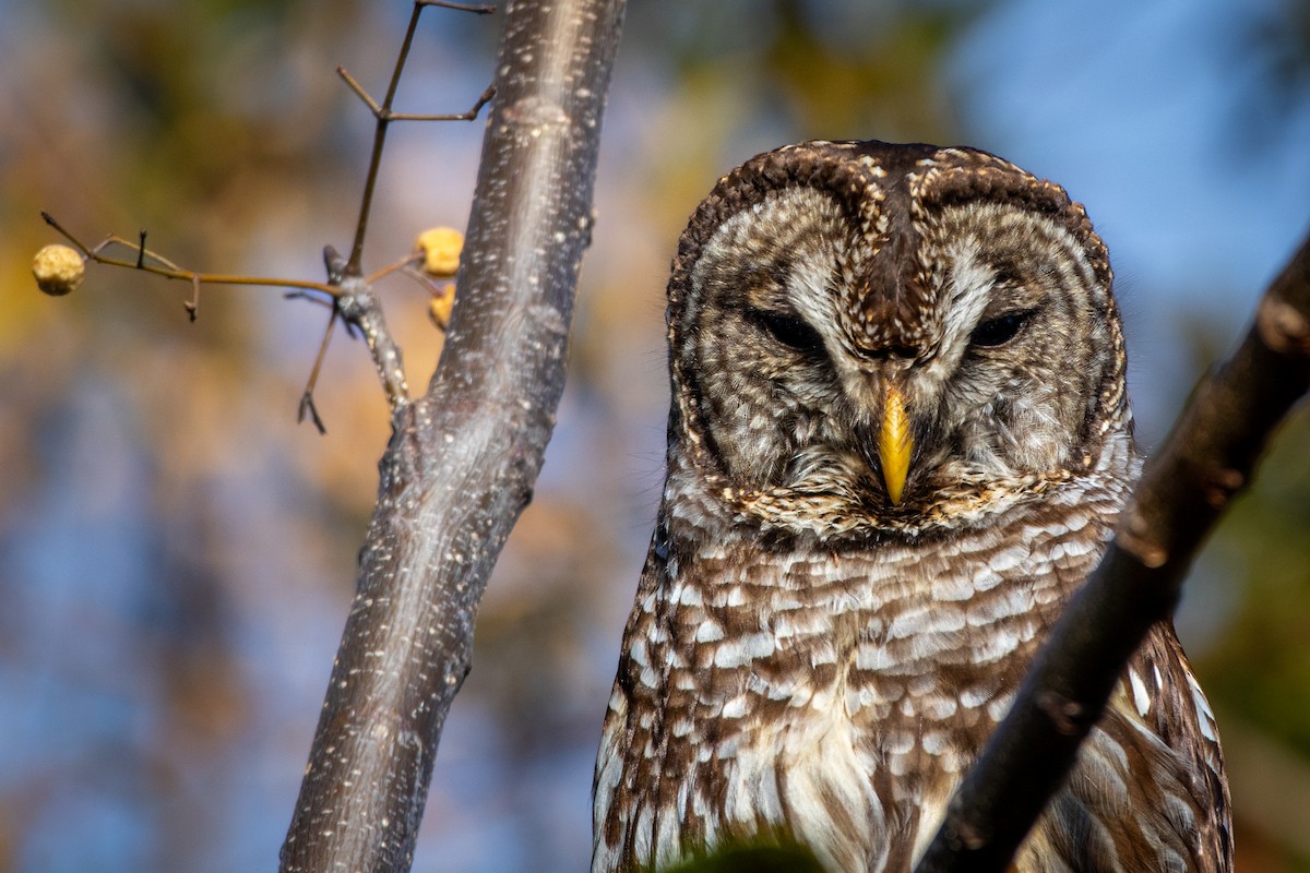 Сова неоарктична - ML646863229