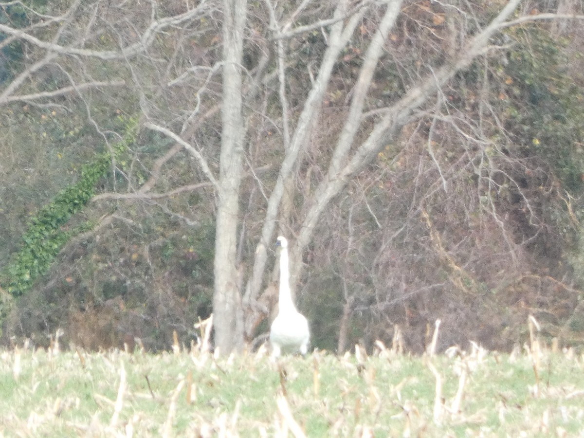 小天鵝 - ML646863232