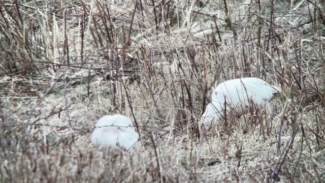 Ross's Goose - ML646863233