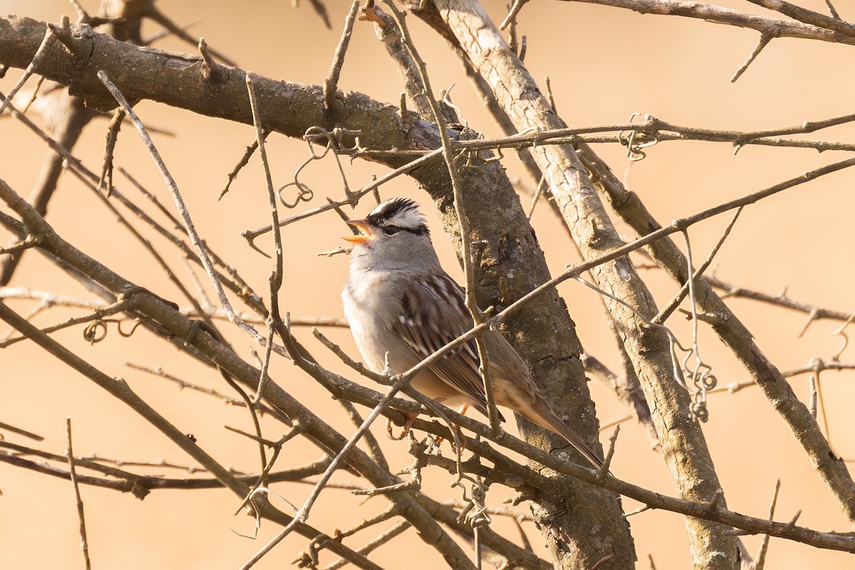 White-crowned Sparrow - ML646863237