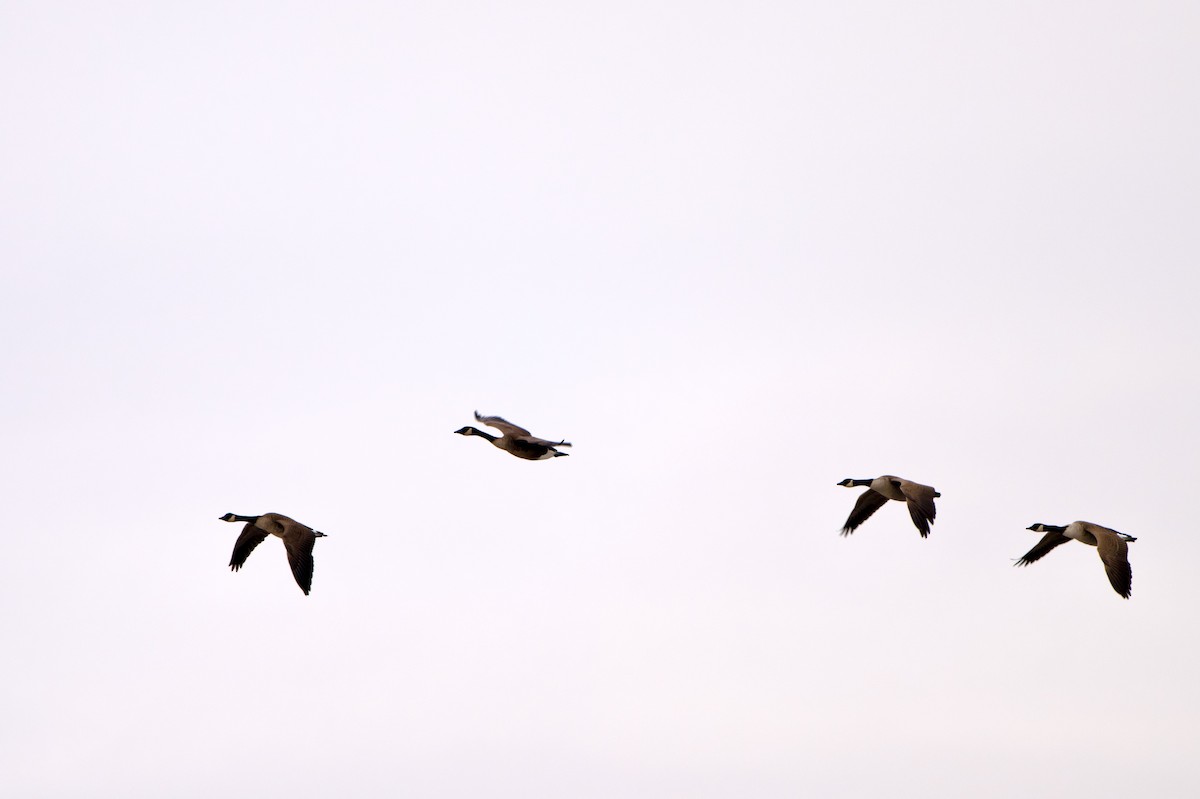 Canada Goose - ML646863238