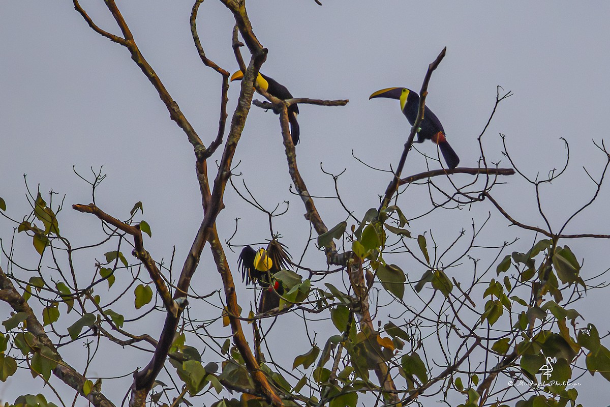 Тукан жовтошиїй - ML646863240