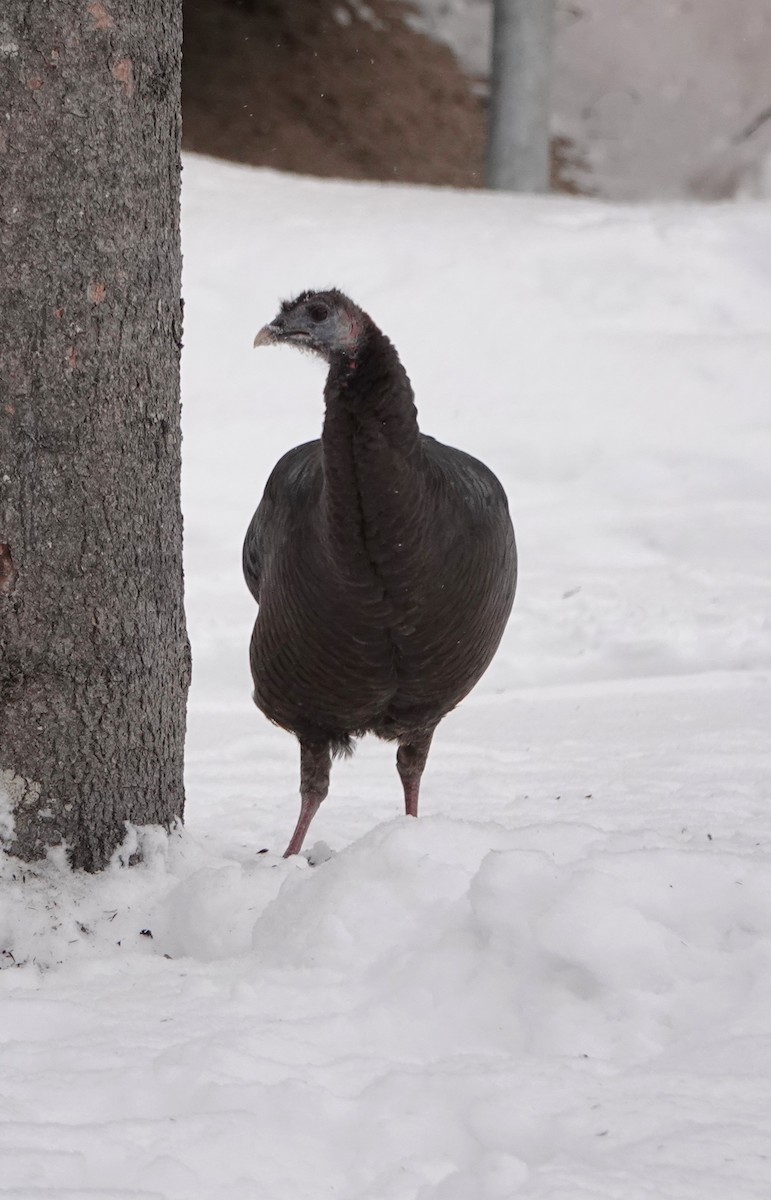 Wild Turkey - ML646863242