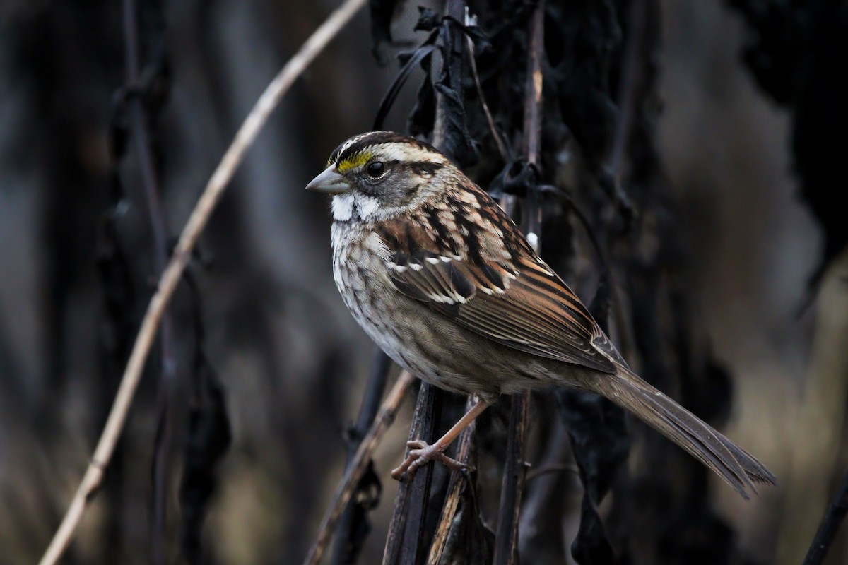 White-throated Sparrow - ML646863243