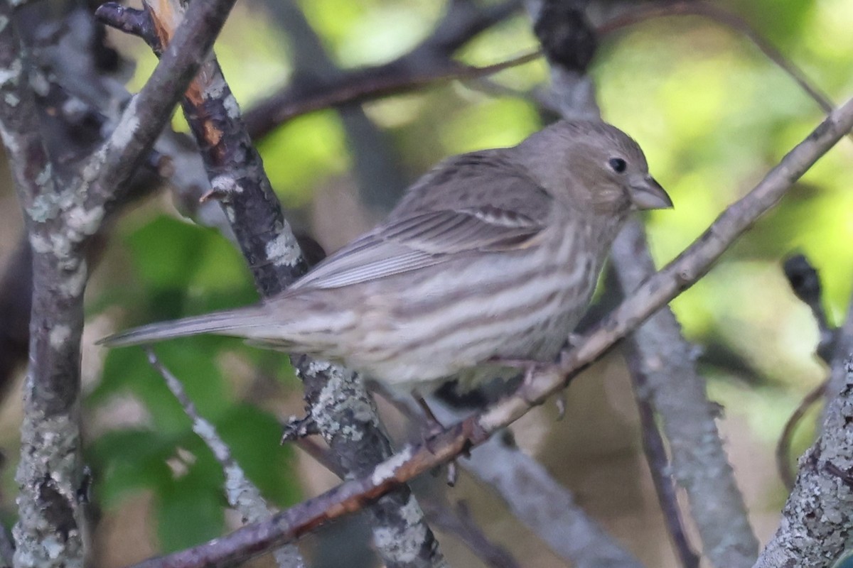 Roselin familier - ML646863245