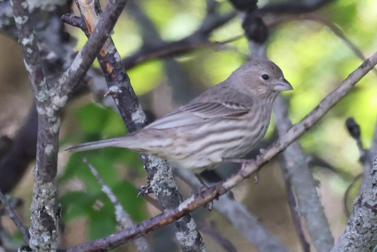 Roselin familier - ML646863246