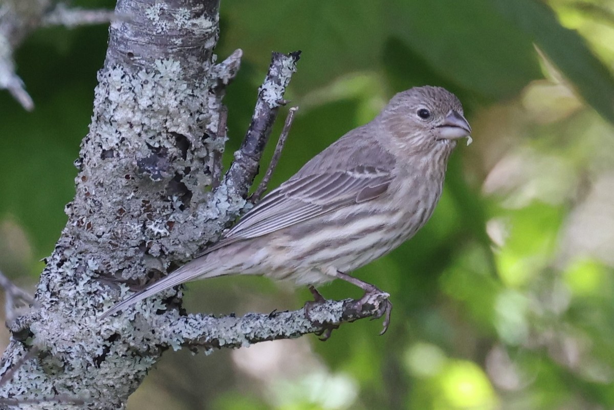 Roselin familier - ML646863247