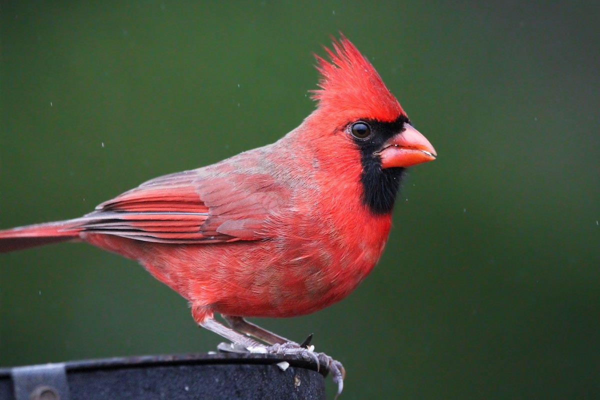 Northern Cardinal - ML646863254