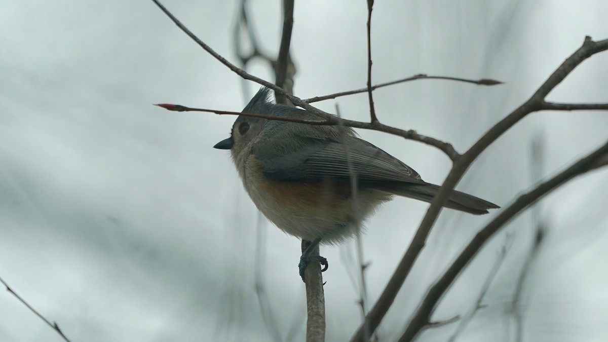 Tufted Titmouse - ML646863255