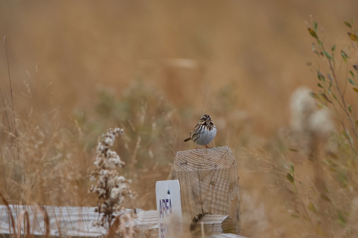 Song Sparrow - ML646863256