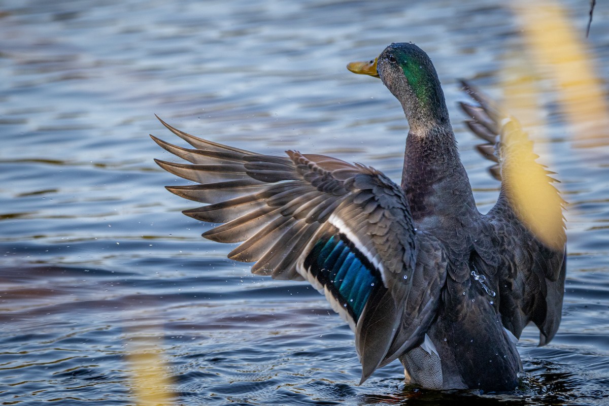 Крижень звичайний - ML646863257