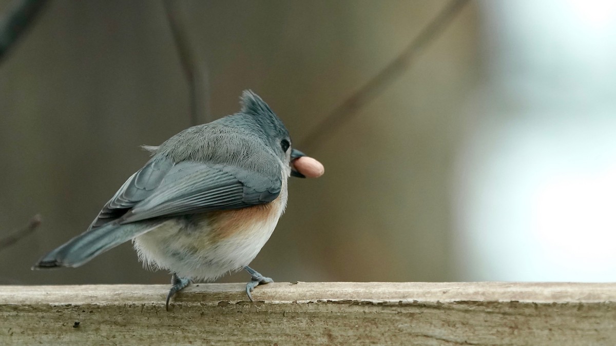Tufted Titmouse - ML646863258
