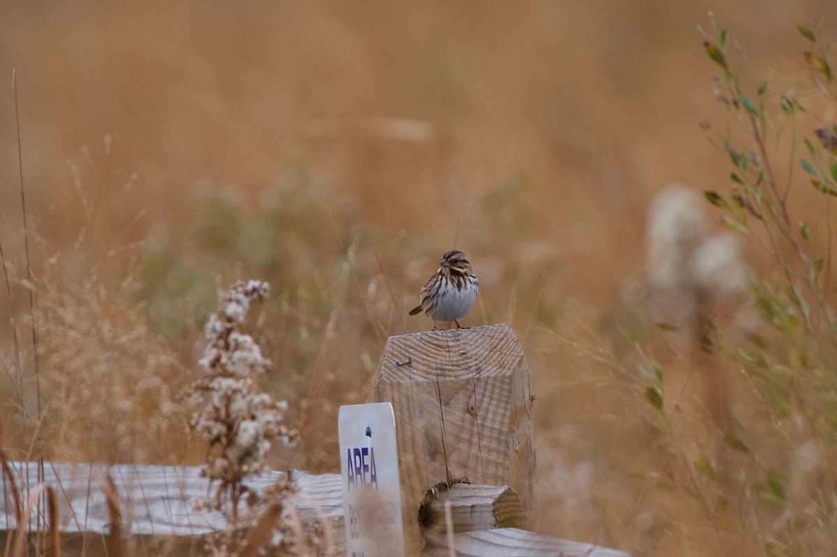 Song Sparrow - ML646863260