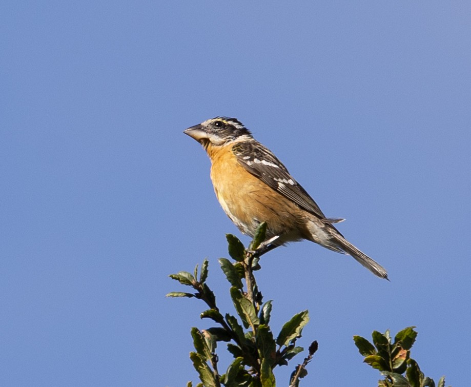 Black-headed Grosbeak - ML646863261