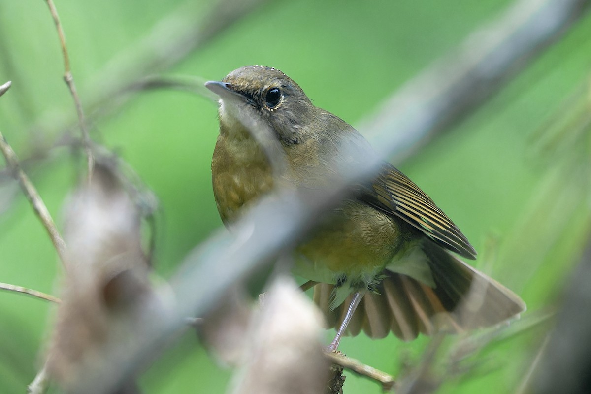 Соловейко білобровий - ML646863262