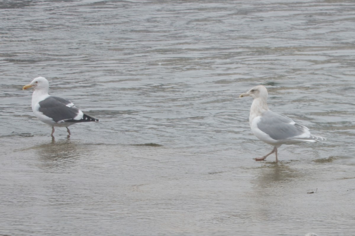 Gaviota de Bering - ML646863263